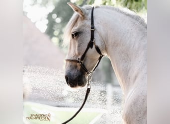 PRE Mix, Wallach, 15 Jahre, 160 cm, Schimmel