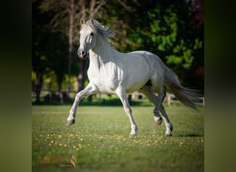 PRE Mix, Wallach, 15 Jahre, 160 cm, Schimmel