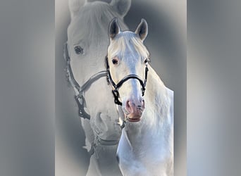 PRE, Wallach, 15 Jahre, 162 cm, Apfelschimmel
