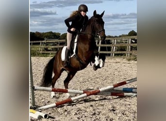 PRE, Wallach, 15 Jahre, 162 cm, Brauner