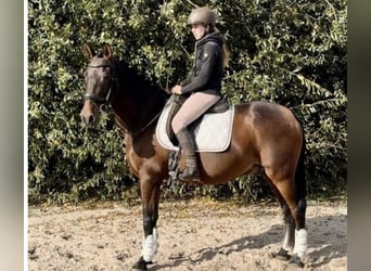PRE, Wallach, 15 Jahre, 162 cm, Brauner