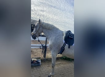 PRE, Wallach, 15 Jahre, 175 cm, Schimmel