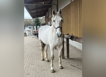 PRE Mix, Wallach, 15 Jahre, Schimmel
