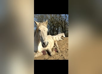 PRE Mix, Wallach, 15 Jahre, Schimmel