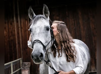 PRE Mix, Wallach, 16 Jahre, 150 cm, Apfelschimmel
