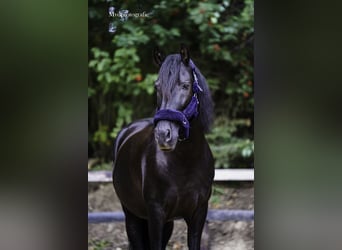 PRE Mix, Wallach, 16 Jahre, 150 cm, Rappe