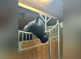 PRE, Wallach, 16 Jahre, 155 cm, Rappe