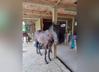 PRE, Wallach, 16 Jahre, 155 cm, Rappe