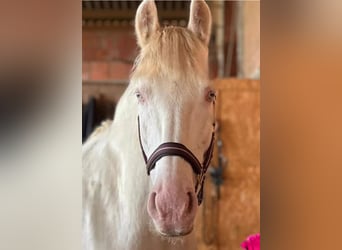 PRE, Wallach, 16 Jahre, 158 cm, Cremello