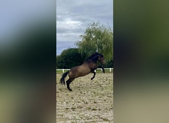 PRE, Wallach, 16 Jahre, 160 cm, Falbe