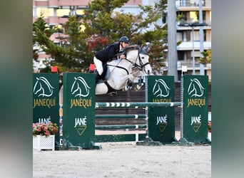 PRE, Wallach, 16 Jahre, 160 cm, Schimmel
