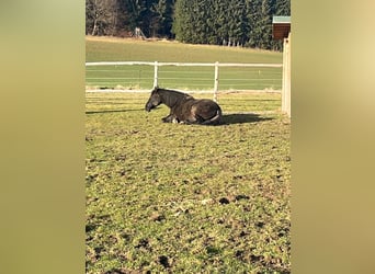 PRE, Wallach, 16 Jahre, 163 cm, Rappe