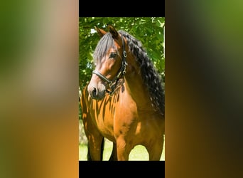 PRE, Wallach, 16 Jahre, 165 cm, Brauner