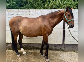 PRE Mix, Wallach, 16 Jahre, 169 cm, Brauner