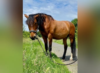 PRE Mix, Wallach, 16 Jahre, 169 cm, Brauner