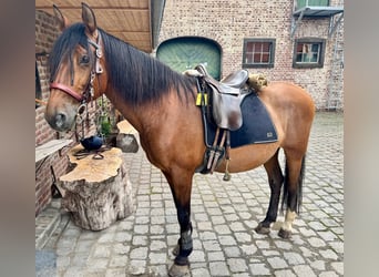 PRE Mix, Wallach, 16 Jahre, 169 cm, Brauner