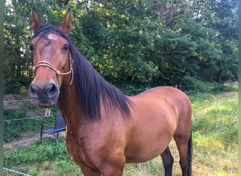 PRE Mix, Wallach, 16 Jahre, 169 cm, Brauner