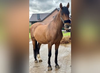 PRE Mix, Wallach, 16 Jahre, 169 cm, Brauner