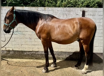 PRE Mix, Wallach, 16 Jahre, 169 cm, Brauner