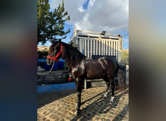 PRE Mix, Wallach, 16 Jahre, Dunkelbrauner