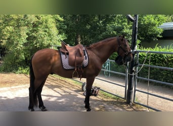 PRE, Wallach, 16 Jahre