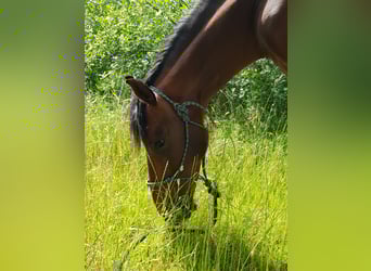 PRE, Wallach, 17 Jahre, 154 cm, Brauner