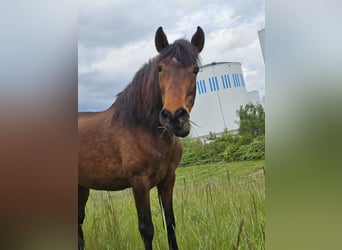 PRE, Wallach, 17 Jahre, 154 cm, Brauner