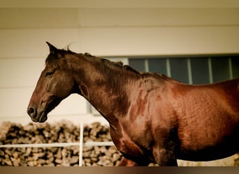 PRE Mix, Wallach, 17 Jahre, 155 cm, Dunkelbrauner