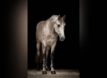 PRE, Wallach, 17 Jahre, 155 cm, Schimmel