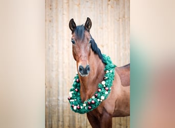 PRE, Wallach, 17 Jahre, 158 cm, Brauner