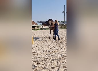 PRE Mix, Wallach, 17 Jahre, 159 cm, Falbe