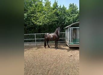 PRE, Wallach, 17 Jahre, 160 cm, Rappe