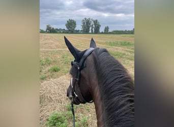 PRE, Wallach, 17 Jahre, 160 cm, Rappe