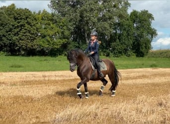 PRE, Wallach, 17 Jahre, 160 cm, Rappe