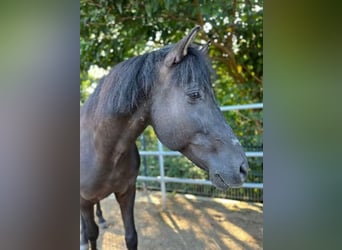 PRE, Wallach, 17 Jahre, 160 cm, Rappe