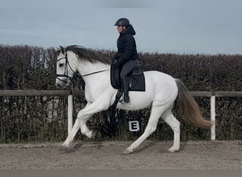 PRE Mix, Wallach, 17 Jahre, 160 cm, Schimmel