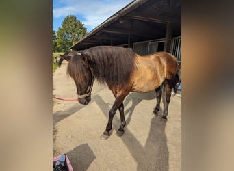 PRE Mix, Wallach, 17 Jahre, 162 cm, Dunkelbrauner