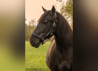 PRE Mix, Wallach, 17 Jahre, 162 cm, Dunkelbrauner