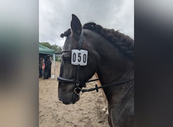 PRE Mix, Wallach, 17 Jahre, 162 cm, Dunkelbrauner