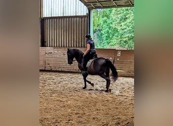 PRE Mix, Wallach, 17 Jahre, 162 cm, Dunkelbrauner