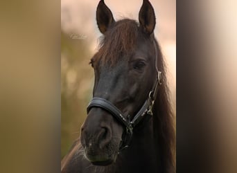 PRE Mix, Wallach, 17 Jahre, 162 cm, Dunkelbrauner