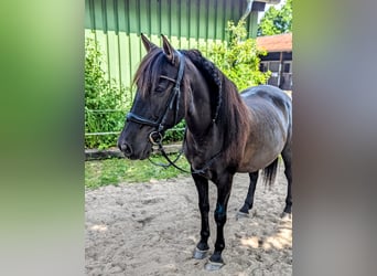PRE Mix, Wallach, 17 Jahre, 162 cm, Dunkelbrauner