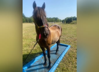 PRE Mix, Wallach, 17 Jahre, 162 cm, Dunkelbrauner