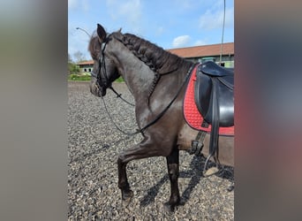 PRE Mix, Wallach, 17 Jahre, 162 cm, Dunkelbrauner