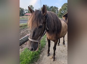 PRE Mix, Wallach, 17 Jahre, 162 cm, Dunkelbrauner