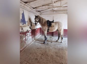 PRE Mix, Wallach, 17 Jahre, 165 cm, Fliegenschimmel