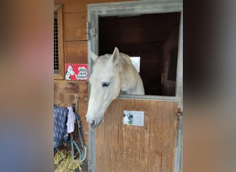 PRE, Wallach, 17 Jahre, 170 cm, Schimmel