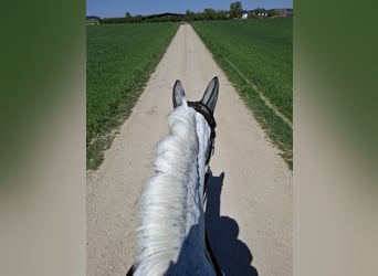 PRE, Wallach, 18 Jahre, 150 cm, Apfelschimmel