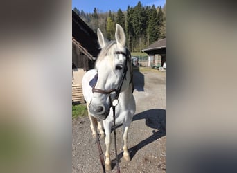 PRE Mix, Wallach, 18 Jahre, 163 cm, Schimmel