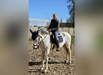 PRE Mix, Wallach, 18 Jahre, 163 cm, Schimmel